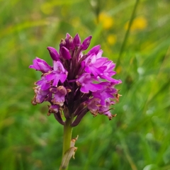 Anacamptis pyramidalis