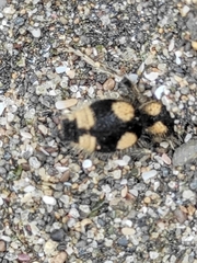 Dasymutilla araneoides