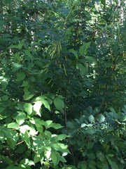 Caragana arborescens