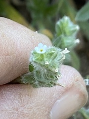 Plagiobothrys canescens canescens