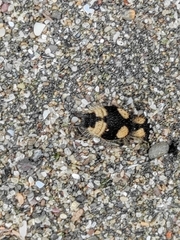 Dasymutilla araneoides