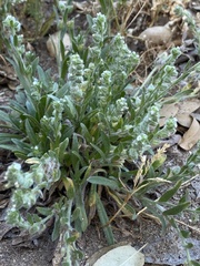 Plagiobothrys canescens canescens