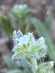 Plagiobothrys canescens canescens