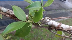 Struthanthus martianus