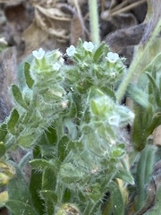 Plagiobothrys canescens canescens