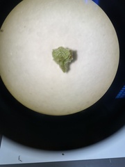 Plagiobothrys canescens canescens