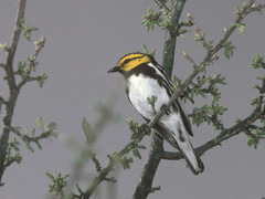 Setophaga chrysoparia