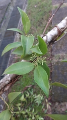 Struthanthus martianus