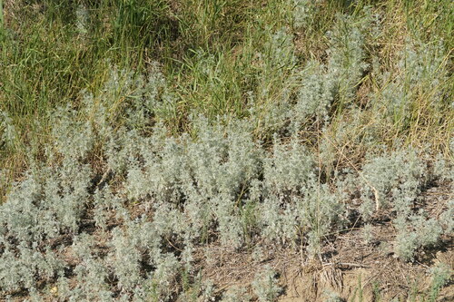 Austrian Mugwort