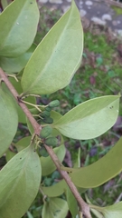 Struthanthus martianus