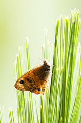 Paramacera xicaque xicaque