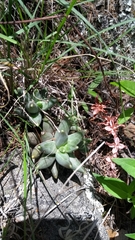 Pachyphytum compactum