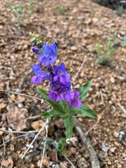 Penstemon glaber