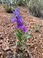 Penstemon glaber