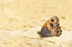 Paramacera xicaque xicaque