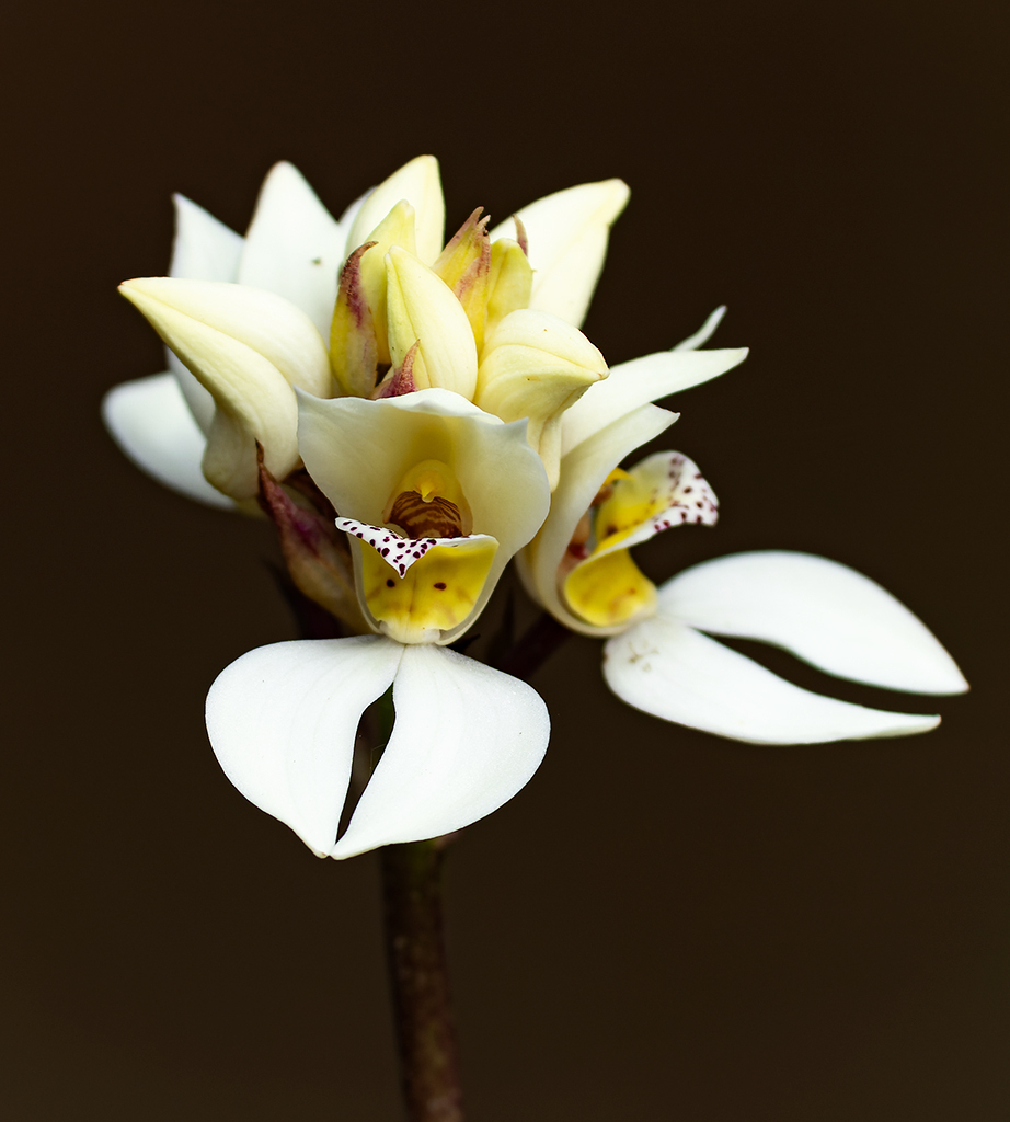 Govenia capitata