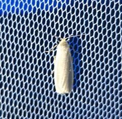 Eilema griseola