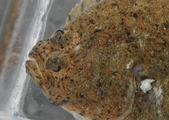 Citharichthys stigmaeus