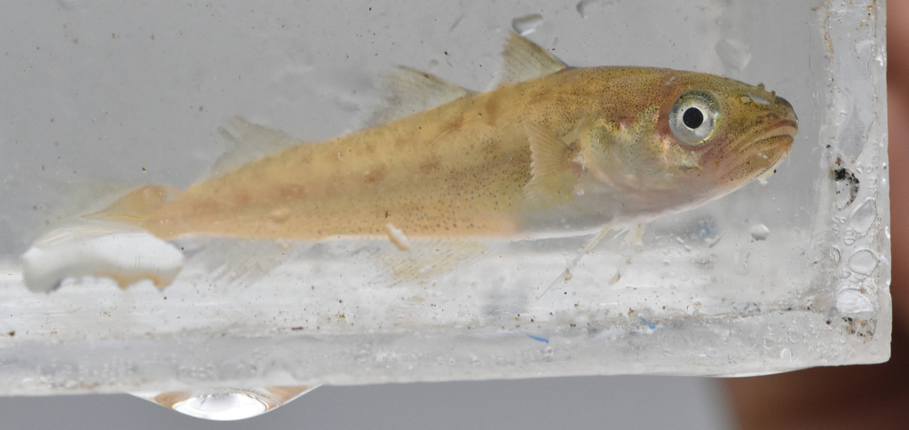 Pacific tomcod