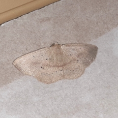 Sabulodes colombiata