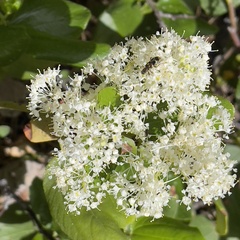 Ceanothus velutinus