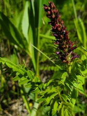Amorpha nana