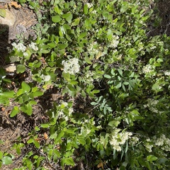Ceanothus velutinus