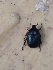 Cotinis antonii