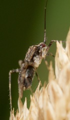 Phytocoris canadensis