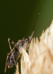 Phytocoris canadensis