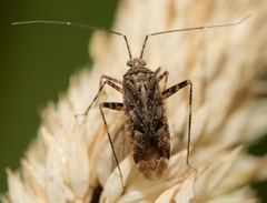 Phytocoris canadensis