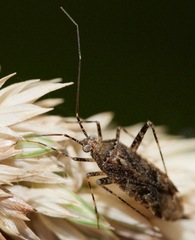 Phytocoris canadensis