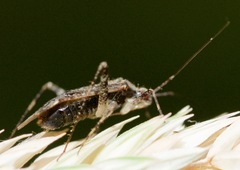 Phytocoris canadensis