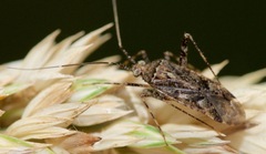 Phytocoris canadensis