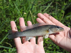 Crenicichla