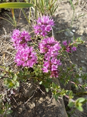 Thymus bashkiriensis