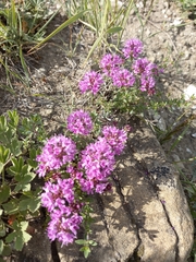 Thymus bashkiriensis
