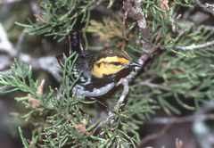 Setophaga chrysoparia