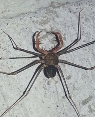 Acanthophrynus coronatus