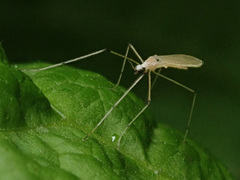 Cheilotrichia imbuta