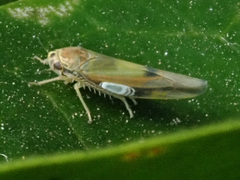 Igutettix oculatus