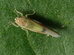Igutettix oculatus