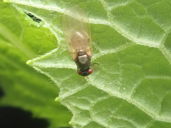 Calliopum simillimum