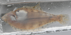 Citharichthys stigmaeus