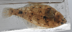 Citharichthys stigmaeus