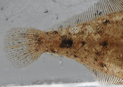 Citharichthys stigmaeus