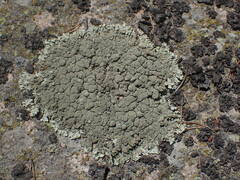 Xanthoparmelia mexicana