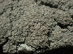 Xanthoparmelia mexicana