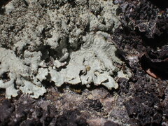 Xanthoparmelia mexicana