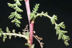 Anacyclus valentinus